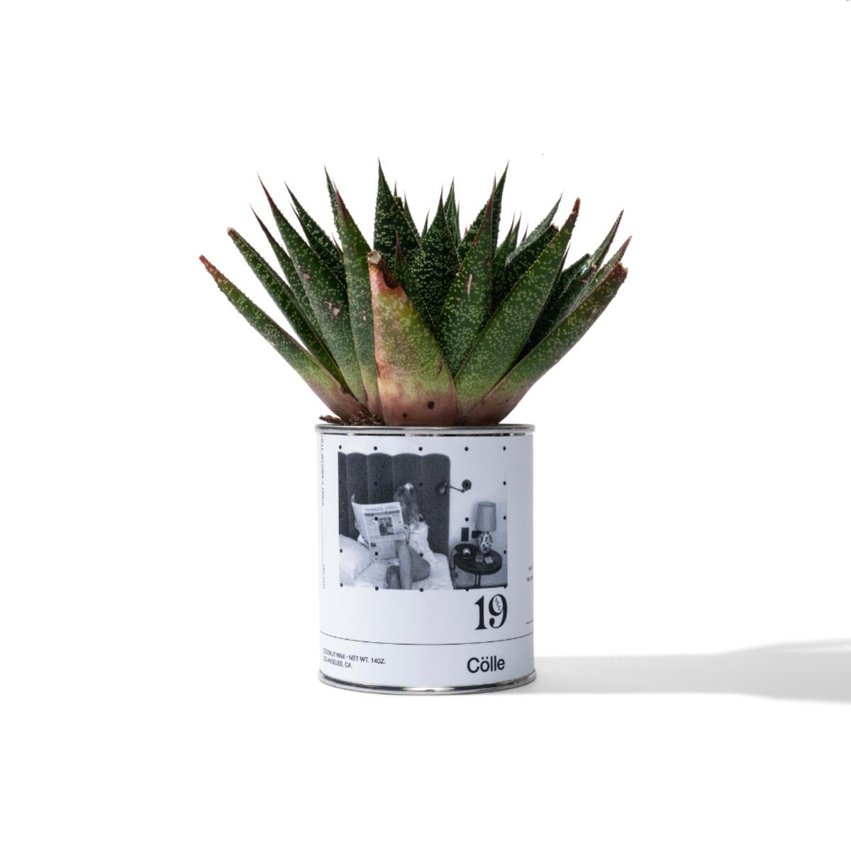 Cölle Candle APT.19
