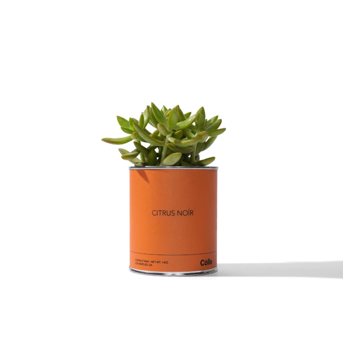 Cölle Candle CITRUS NOIR
