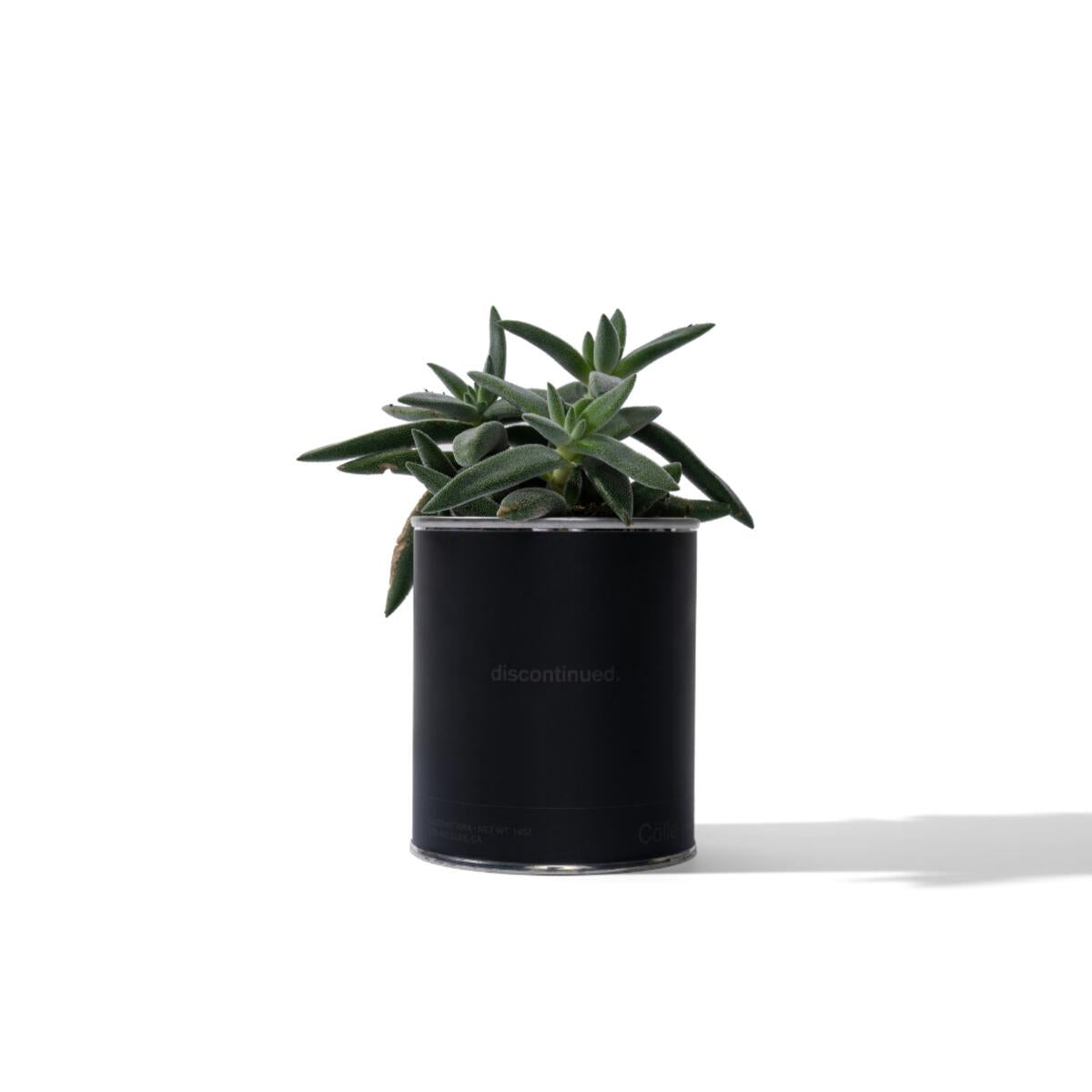 Cölle Candle DISCONTINUED